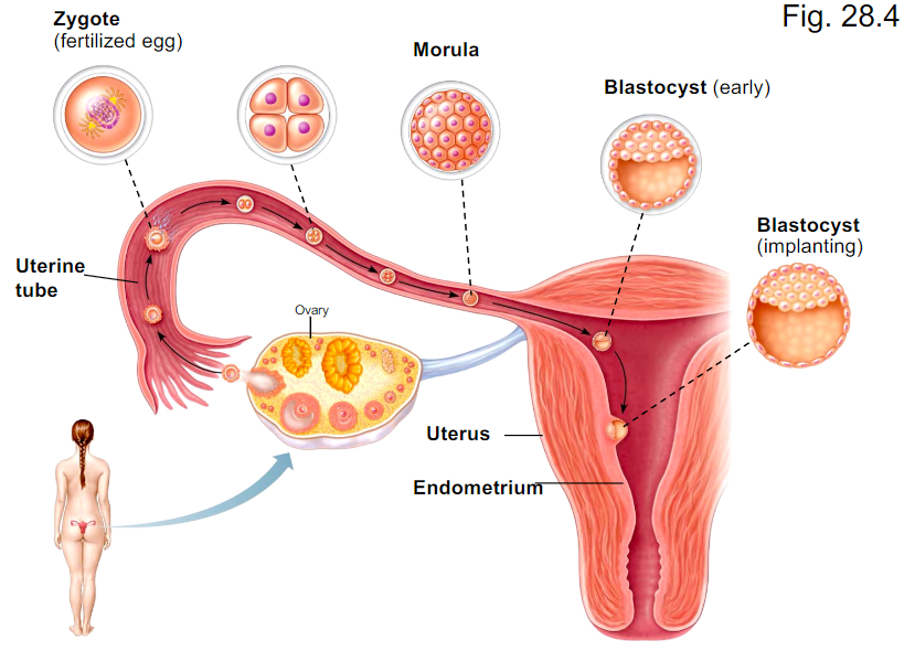 <p>- The first two weeks </p><p>- Stages: Zygote, Morula, Blastocyst (which after implantation differentiates into epiblast and hypoblast)</p>