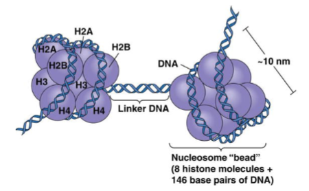 <p>Eight histones: 2x(H2A + H2B + H3 + H4).</p>