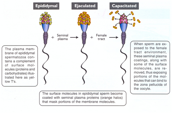 <p><strong>Capacitation refers to molecular changes in sperm</strong> that enable the <span class="tt-bg-blue">acrosome reaction, </span>preparing the sperm for fertilization.</p>