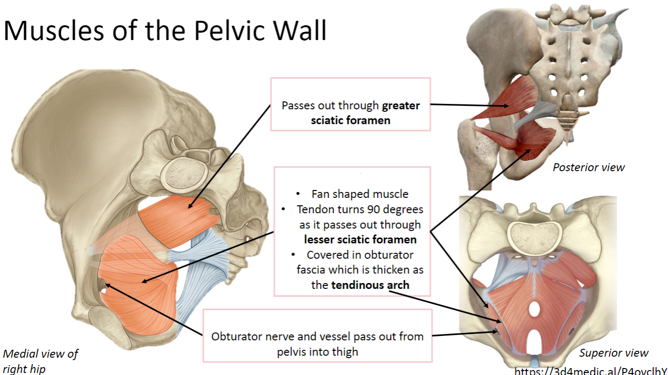 <p>Label the Muscles of the Pelvic Wall (3)</p>