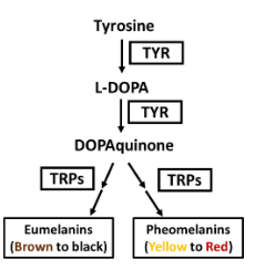 <p><strong>Tyrosine (TYR)</strong> is the starting molecule for melanin production.</p><p>Tyrosine is converted into <strong>L-DOPA</strong> by the enzyme <strong>TYR</strong>.</p><p><strong>L-DOPA</strong> is further converted into <strong>DOPAquinone</strong>.</p><p>The enzyme <strong>TRPs</strong> (Tyrosinase-related proteins) are involved in this conversion process.</p><p><strong>DOPAquinone</strong> can lead to the formation of two types of melanin:</p><p><strong>Eumelanins</strong> (brown to black pigment)</p><p><strong>Pheomelanins</strong> (yellow to red pigment).</p>