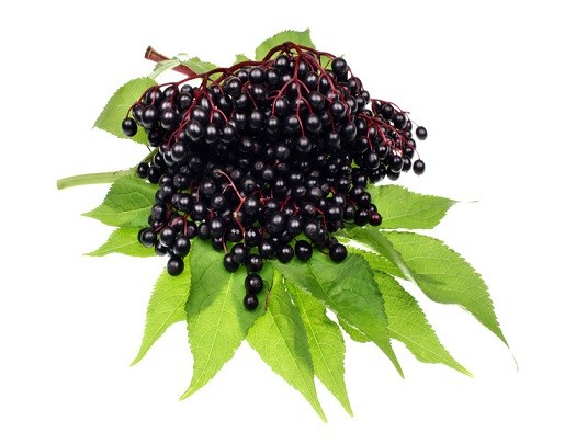 elderberry