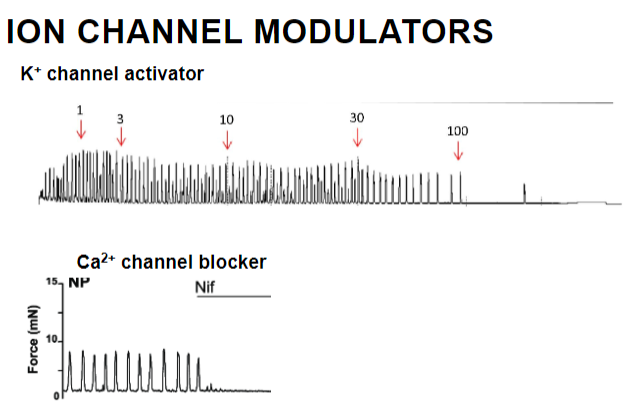 <p>A K⁺ channel activator increases potassium efflux, leading to hyperpolarization of the uterine smooth muscle membrane, making it less excitable and reducing contraction.</p>