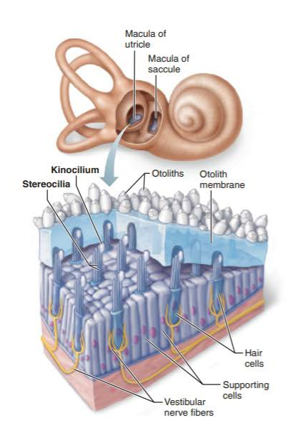 <p>otolith membrane</p><p>otoliths </p><p>increase the membrane's weight and its resistance to changes in motion or inertia</p>