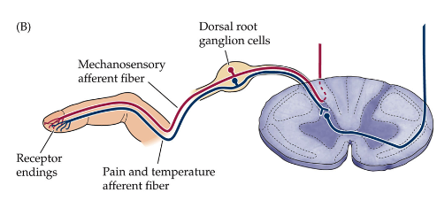 <p>They are the <strong>sensory receptors</strong> of the somatosensory system.</p>