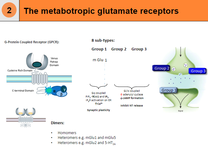 <p>G-Protein Coupled Receptor (GPCR)</p><p>Can form dimers:</p><p>Homomers</p><p>Heteromers (e.g. mGlu1 and mGlu5)</p><p>Heteromers (e.g. mGlu2 and 5-HT2A)</p><p>Gi/o coupled, leading to a decrease in cAMP formation and inhibition of neurotransmitter release</p>