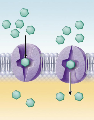 <p>What do transport protein carrier proteins do?</p>