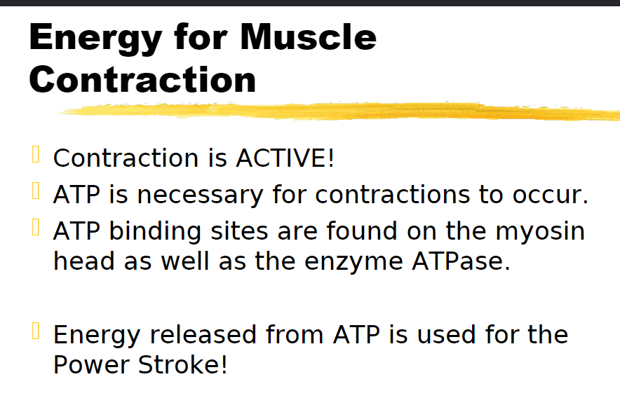 <p>myosin head</p><p>ATPase</p><p>powerstroke</p>