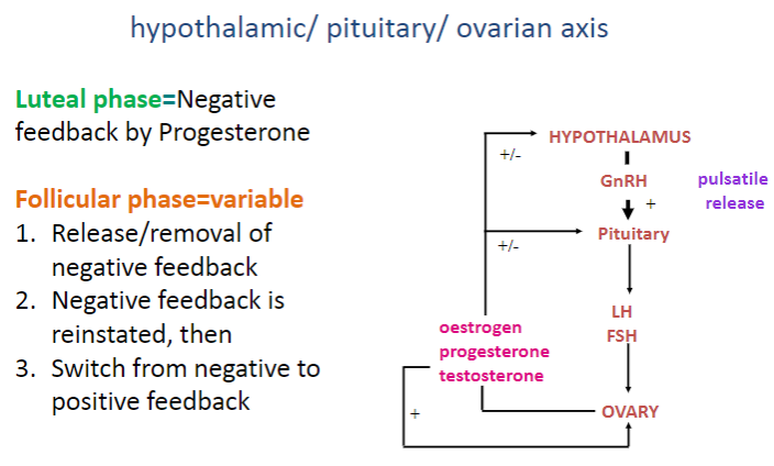 <p>The menstrual cycle has two phases: the follicular phase and the luteal phase.</p><p>Ovulation occurs between these phases, marking the transition from follicular to luteal.</p>