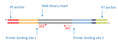 <p><strong>Sequencing Primer Sites</strong>: Adapters contain regions where sequencing primers can bind.</p><p><strong>Anchors for Attachment</strong>: Adapters contain P5 and P7 anchors that attach the DNA fragments to the flow cell.</p><p><strong>Role in Sequencing</strong>: The adapters enable proper attachment of fragments to the sequencing platform for synthesis.</p>