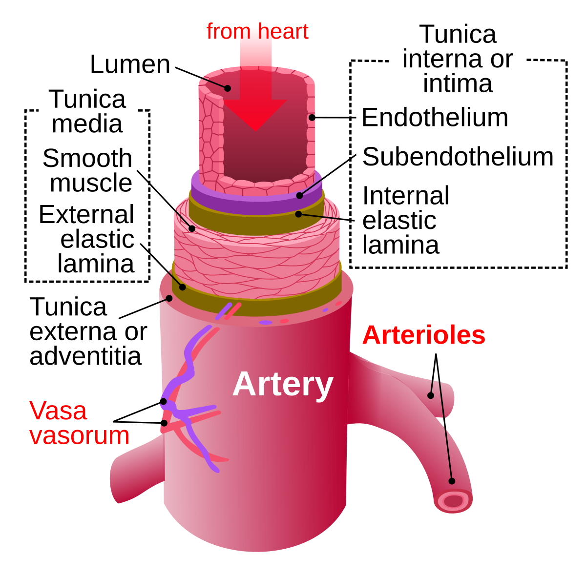 <p>Arteries carry blood away from the heart.</p>