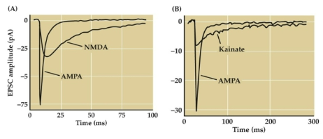 <p>EPSCs lead to the generation of excitatory post-synaptic potentials (EPSPs)</p><p>EPSPs increase the likelihood of firing an action potential</p><p>EPSCs represent the flow of ions and the change in current across a post-synaptic membrane</p>