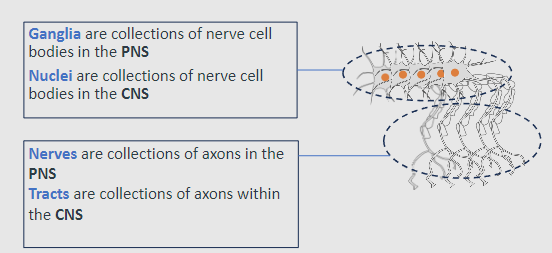 <p>Ganglia: Collections of nerve cell bodies in the PNS</p><p>Nuclei: Collections of nerve cell bodies in the CNS</p>