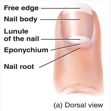 <p>Free edge, nail body, lunula, eponychium, nail root and matrix.</p>