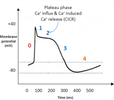 <p>-Voltage gated calcium channels fully open - Ca2+ influx halts the repolarisation</p><p>-Voltage-gated K+ channels start to open slowly</p>