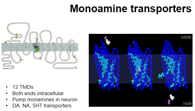 <p><strong>Structure:</strong></p><p><strong>12 Transmembrane Domains (TMDs)</strong></p><p>Both ends are intracellular</p><p><strong>Function:</strong></p><p>Transport monoamines into the neuron</p><p>Involved in the reuptake of neurotransmitters like dopamine (DA), noradrenaline (NA), and serotonin (5-HT)</p>