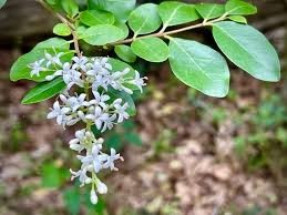 <p><em>Ligustrum sinense</em></p><p>simple/opposite</p>