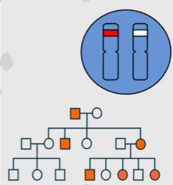 <p>Manifest in heterozygous form</p><p>Multiple generations affected</p><p>Both sexes affected</p><p>Male-to-female and female-to-male transmission</p><p>Often has an affected parent</p><p>50% risk to offspring</p>