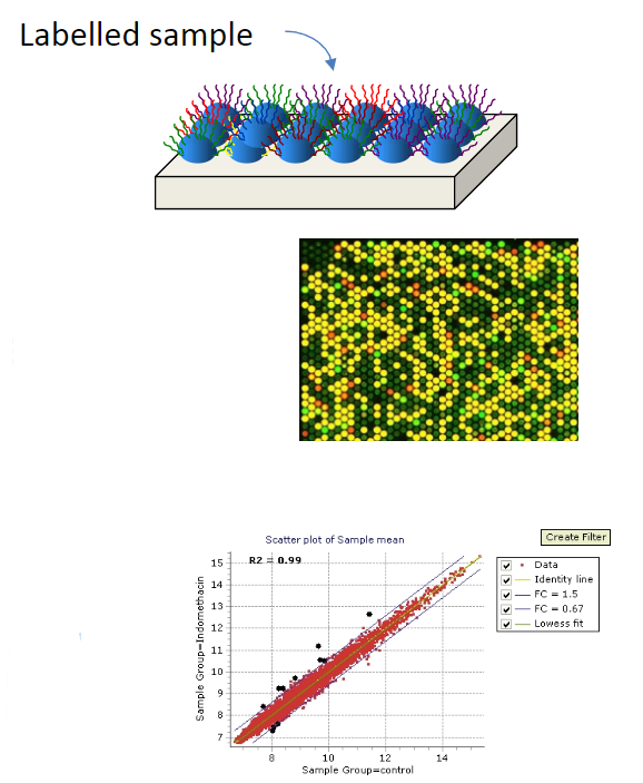 <p>High-throughput techniques that employ hybridisation include microarrays, sequence capture (e.g., exon capture), and next-generation sequencing.</p>