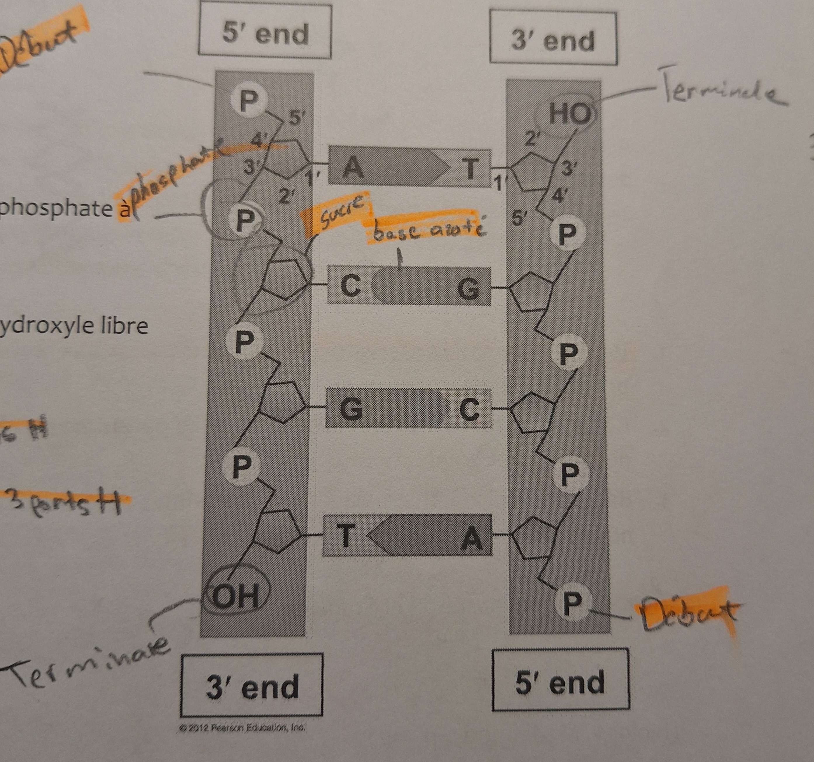 <p>Décrire le modèle de la double hélice de Watson et Crick</p>