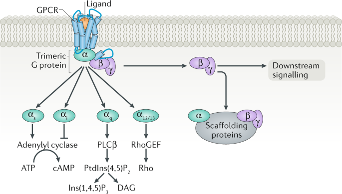 <p>G protein coupled receptors AKA GPCRS</p>