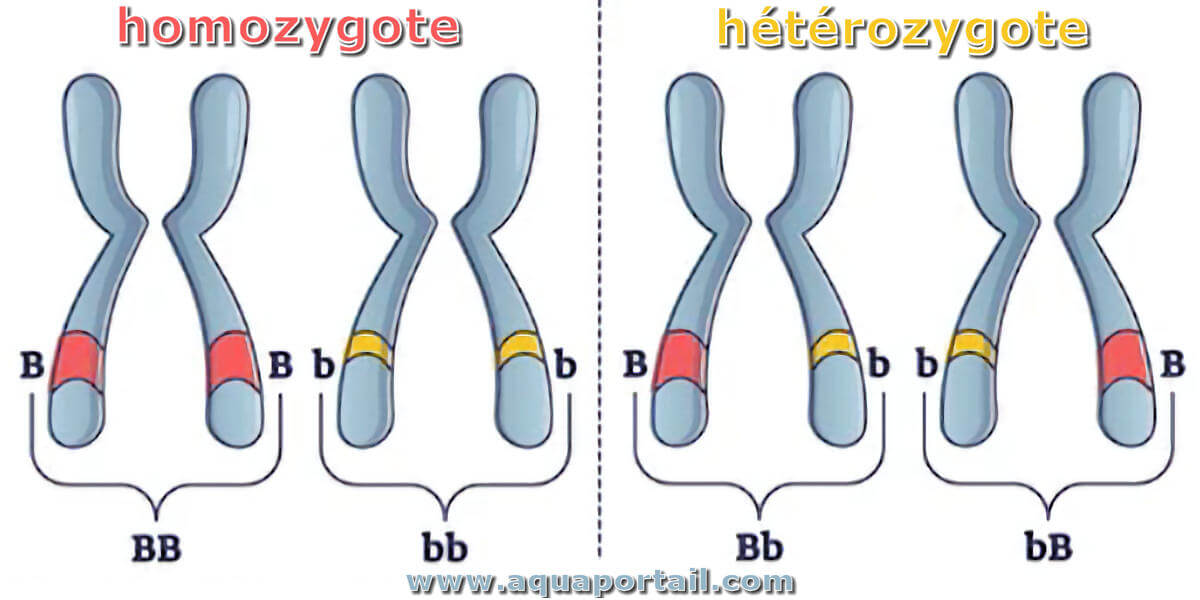 <p>2 mutations in the same gene that are identical (e.g., Cystic fibrosis: ∆F508, ∆F508)</p>