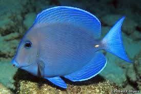 <p>Acanthurus coeruleus</p>