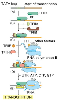 <p>A. <span class="tt-bg-yellow">TATA box recognised</span> by TATA-binding protein(TBP) subunit of TFIID.</p><p>B. <span class="tt-bg-yellow">TFIIA &amp; TFIIB bind</span>; TFIIA stabilises the complex.</p><p>C. <span class="tt-bg-yellow">Other general transcription factors(E, F, &amp; H) bind</span>, then <span class="tt-bg-yellow">RNA polymerase II assembles </span>at the promoter, forming the transcription preinitiation complex <span class="tt-bg-yellow">(PIC).</span></p><p>D. <span class="tt-bg-yellow">TFIIH</span> pulls apart the DNA helix and <span class="tt-bg-yellow">phosphorylates RNA Pol II.</span></p><p></p><p>E. <span class="tt-bg-yellow">Phosphorylated RNA Pol II is released</span> from the complex and begins transcription</p>