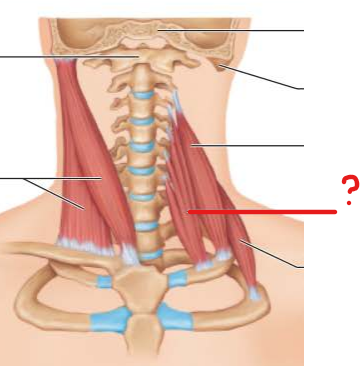 <p>these all have the same origin, insertion, and action</p>