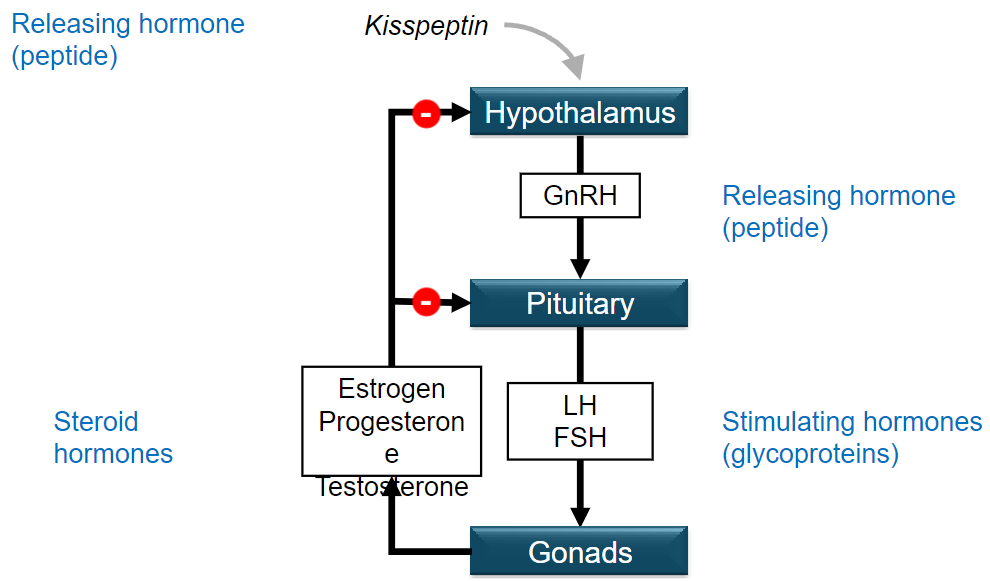 <p>•Releasing hormones (peptides)</p><p>•Stimulating hormones (glycoproteins)</p><p>•Steroid hormones</p>