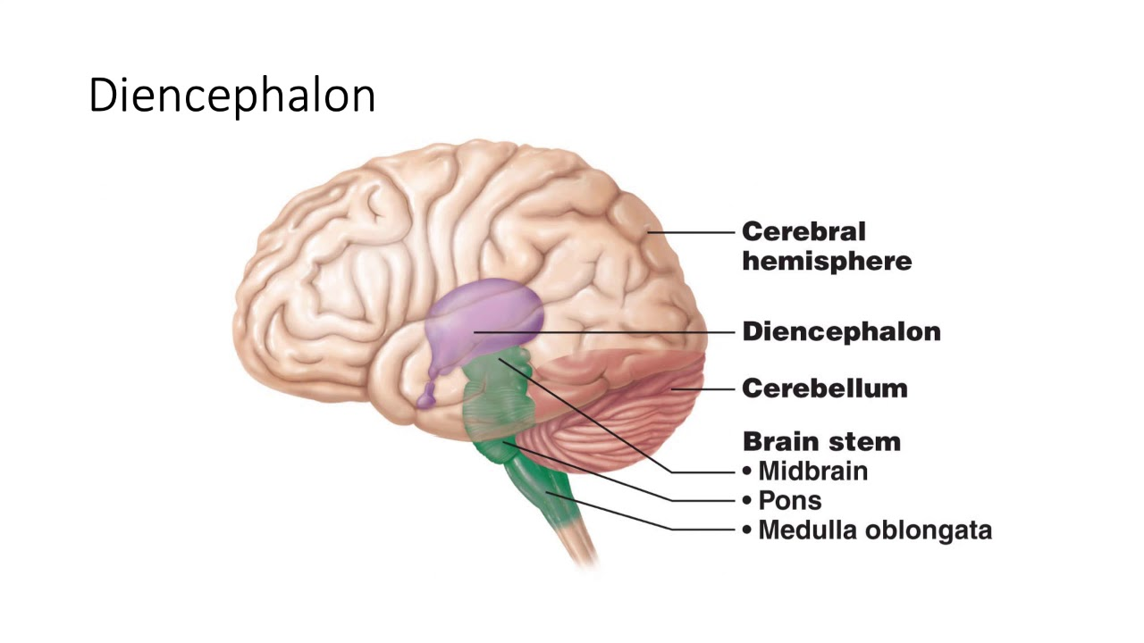 <p>What are the three embryological regions of the brain? (3)</p>