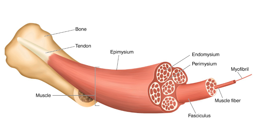 <p>bone</p><p>tendon</p><p>muscle</p><p>epimysium</p><p>endomysium </p><p>perimysium </p><p>fasciculus</p><p>muscle fiber</p><p>myofibril </p>