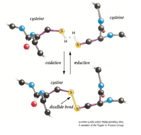 <p>-Disulphide bonds form <span class="tt-bg-yellow">between the side chains of two cysteine residues</span></p><p></p><p>• Bonds form in an <span class="tt-bg-red">oxidative reaction</span></p><p>• <span class="tt-bg-yellow">The SH groups from each cysteine cross-link.</span></p><p>• Usually occurs in distant parts of the primary sequence but adjacent in the three-dimensional structure.</p><p>• Can form on the same (<span class="tt-bg-green">intra-chain</span>) or different (<span class="tt-bg-red">interchain</span>) polypeptide chains, e.g. insulin left</p>
