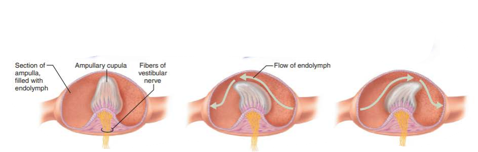 <p>flowing endolymph bending the ampullary cupula and exciting the hair cells</p>