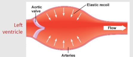 <p>-Energy is returned to the blood as the walls of the aorta and arteries contract.-This sustains diastolic blood pressure and blood flow when heart is relaxed</p>