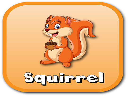 squirrel