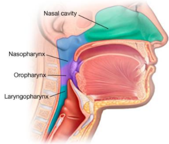 <p>-Nasopharynx</p><p>-Oropharynx</p><p>-Laryngopharynx</p>