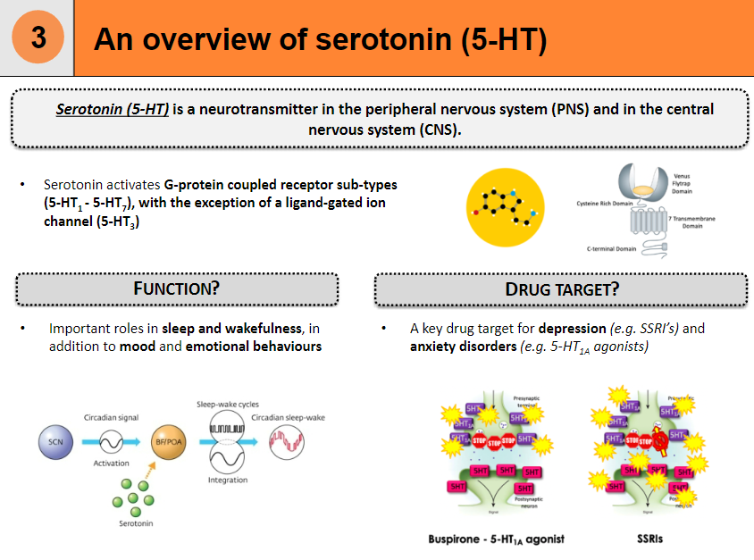 <p><strong>Neurotransmitter</strong>: Found in the <strong>peripheral nervous system (PNS)</strong> and <strong>central nervous system (CNS)</strong>.</p><p><strong>Receptor activation</strong>: Activates <strong>G-protein coupled receptor sub-types</strong> (5-HT1 - 5-HT7), except for <strong>5-HT3</strong>, which is a ligand-gated ion channel.</p><p><strong>Drug target</strong>: Plays a key role in treating <strong>depression</strong> (e.g. <strong>SSRIs</strong>) and <strong>anxiety disorders</strong> (e.g. <strong>5-HT1A agonists</strong>), with roles in <strong>mood</strong>, <strong>sleep</strong>, and <strong>emotional behaviors</strong>.</p>