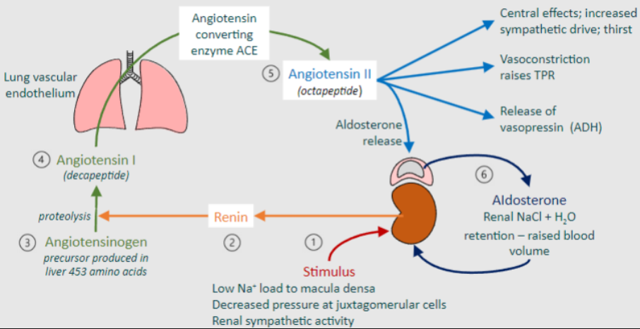 <p><strong>Stimulus</strong>: Various stimuli can trigger the activation of the RAAS, including low sodium (Nat) load to the macula densa, decreased pressure at juxtaglomerular cells, or increased renal sympathetic activity.</p><p><strong>Renin Release</strong>: In response to the stimulus, renin is released from the juxtaglomerular cells in the kidneys. Renin acts on angiotensinogen, a precursor produced in the liver, to initiate proteolysis, converting angiotensinogen into angiotensin I, a decapeptide.</p><p><strong>Angiotensin Converting Enzyme (ACE)</strong>: Angiotensin I travels through the bloodstream to the lungs, where it encounters angiotensin converting enzyme (ACE). ACE catalyzes the conversion of angiotensin I into angiotensin II, an octapeptide.</p>