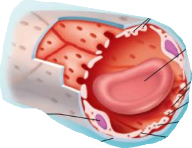 <p><em>name this capillary </em></p><p></p><p>Occur in areas of active filtration like the ________</p><p>Areas of absorption like __________</p><p></p><p>Areas of endocrine hormone secretion</p><p>Have tunnel-like holes called <em>_____________</em> that increase permeability</p><p>&nbsp;</p>