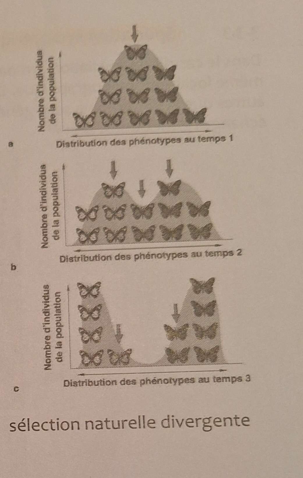 <p>modes de sélection, <strong>Sélection naturelle divergente (diversifiante)</strong> </p>