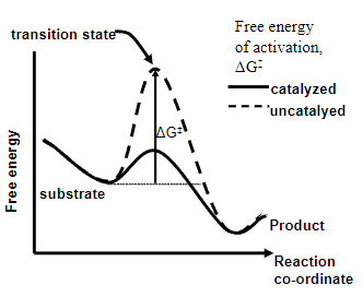 <p>• Show specificity</p><p>• Unchanged at end of reaction</p><p>• Do not alter reaction equilibrium</p><p>• Enzymes speed up reaction by decreasing the free energy of activation of the reaction</p><p>•Have active sites that bind substrate(s)</p>