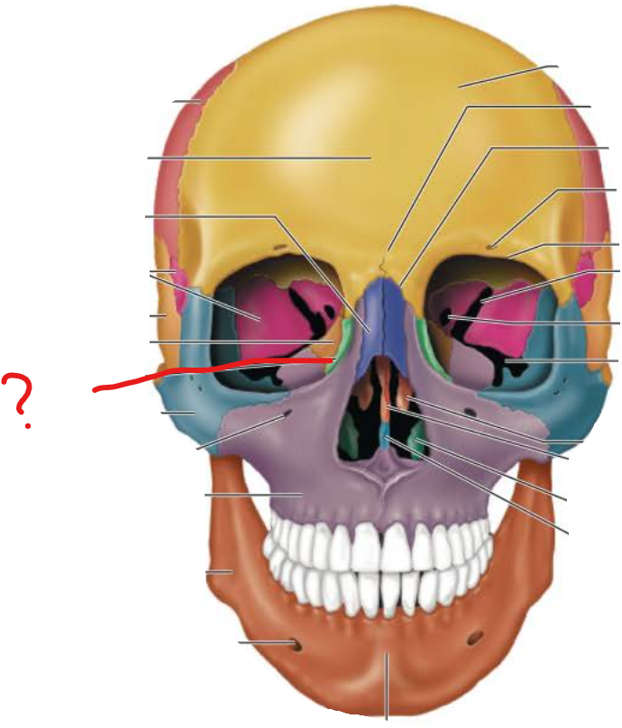 <p>Lacrimal Bone</p>