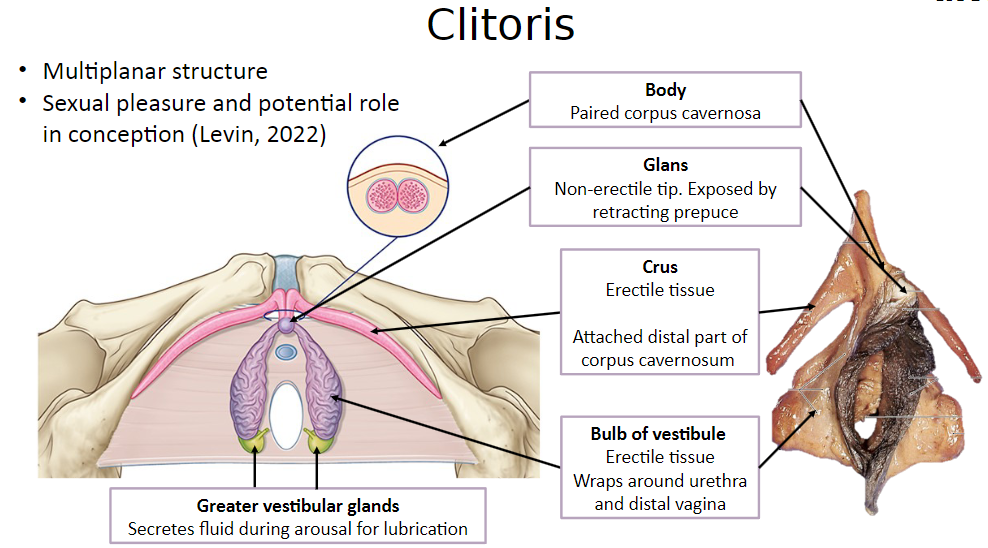 <p>The clitoris is involved in sexual pleasure and may have a potential role in conception.</p>