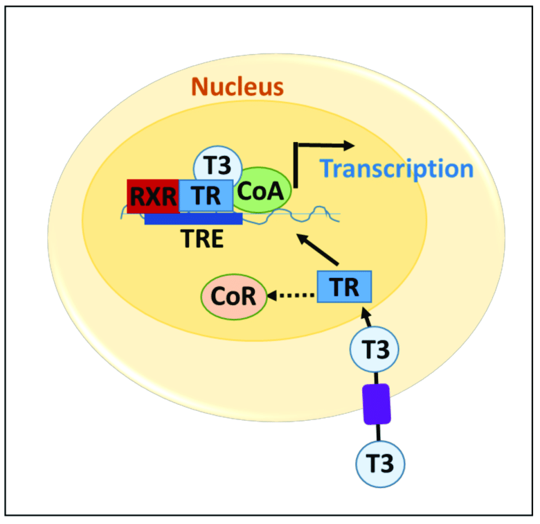 <p>Activation of thyroid hormone receptors to thyroid hormone response elements (TREs) in the promoter regions of target genes, requires dimerization with another TR or with a retinoid X receptor (RXR).</p>