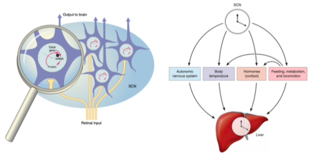 <p><strong>Clock Genes and Feedback</strong>: SCN clock genes produce proteins that send feedback to the SCN, inhibiting further production of those proteins. This process happens over a 24-hour cycle.</p><p><strong>Role of Light</strong>: Light information from the retina serves to reset the SCN neuron clocks each day, ensuring synchronization with the light-dark cycle.</p><p><strong>Control of Body Clocks</strong>: The SCN controls circadian clocks throughout the body, including in organs like the liver, coordinating the body's overall circadian rhythm.</p>