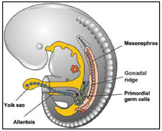 <p>PGCs are the cells that will eventually become eggs (oocytes) in females or sperm in males.</p><p>They are first identifiable in the yolk sac of the developing embryo at around 3 weeks after conception.</p><p>These cells undergo multiple rounds of mitosis to increase their number.</p>