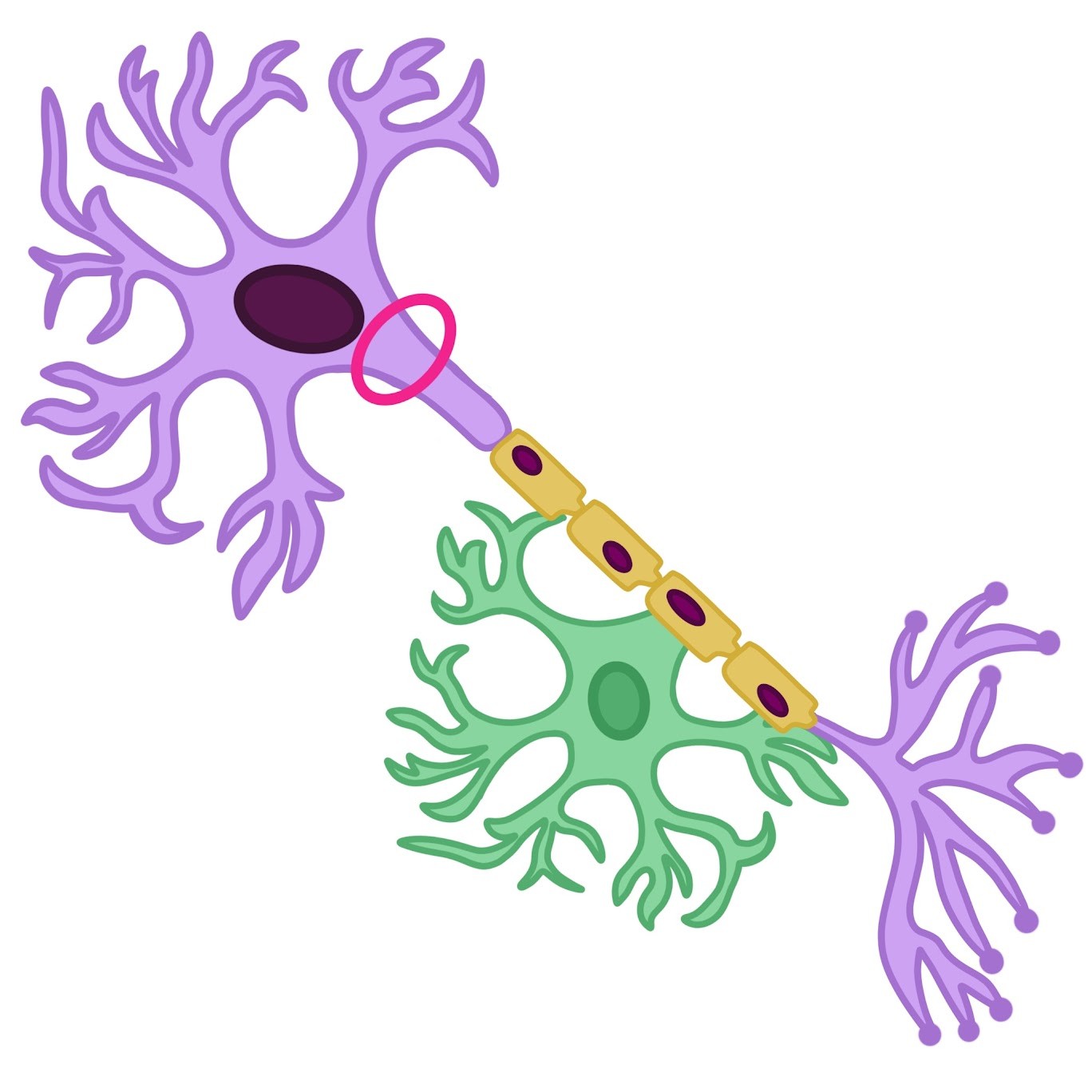 <p><span class="tt-bg-green">Cone</span>-shaped <span class="tt-bg-green">base</span> of an axon</p>