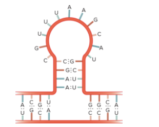 <p>Identify this RNA base pairing arrangement</p>