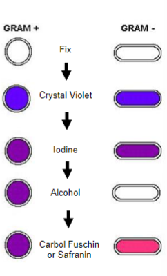 <p>Negative means the <span class="tt-bg-blue">alcohol step damages the outer membrane</span> and allows the BLUE/PURPLE Crystal Violet dye out.</p><p>The second <span class="tt-bg-red">Safranin/Carbol fuschin</span> dye then stains the cell wall RED/PINK</p>